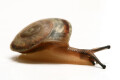 Pleurodonte isabella Barbados juvenil